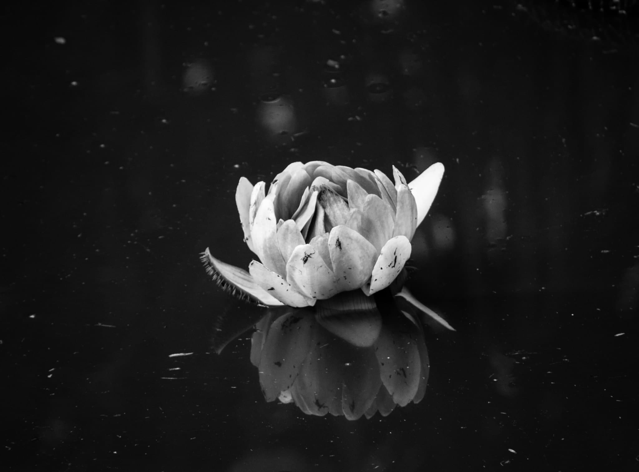 Inquiring Deeply About “SELF”